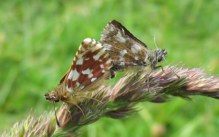 Papillons - Hespérie des sanguisorbes - Spialia sertorius