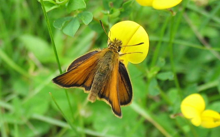 17 juin 2007 papillons - Hespérie du dactyle - Thymelicus lineola