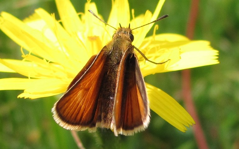 29 juillet 2012 papillons - Hespérie du dactyle - Thymelicus lineola