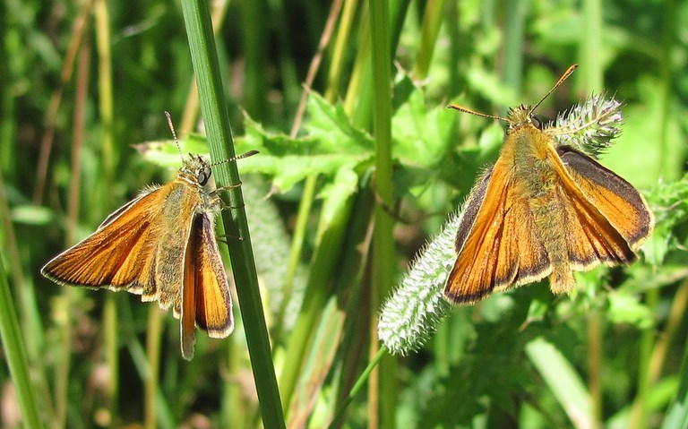 Couple (mâle à droite) - 03 juillet 2011 papillons - Hespérie du dactyle - Thymelicus lineola
