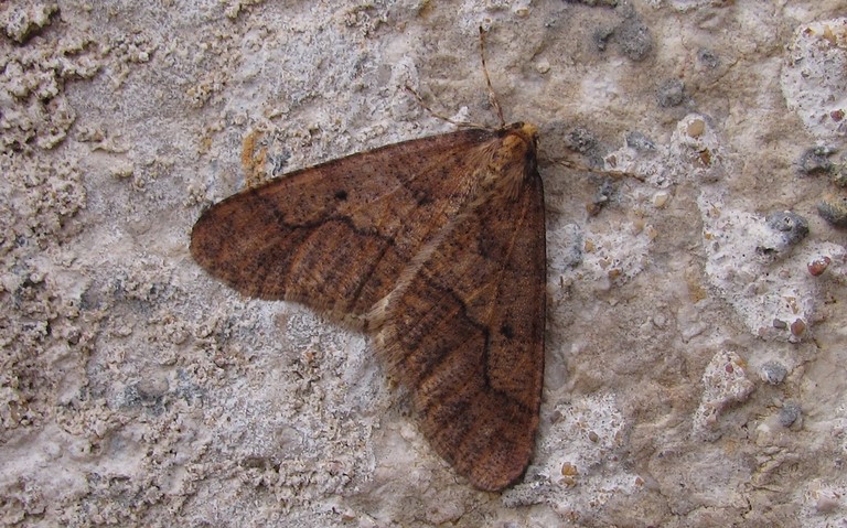 27 novembre 2016 Papillons -Hibernie défeuillante - Erannis defoliaria