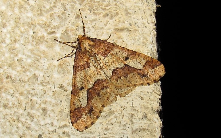 28 octobre 2022 Papillons -Hibernie défeuillante - Erannis defoliaria