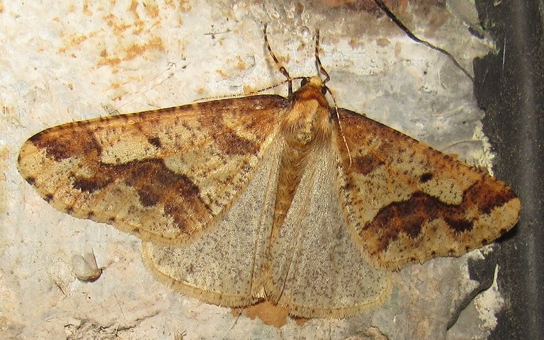 28 octobre 2022 Papillons -Hibernie défeuillante - Erannis defoliaria