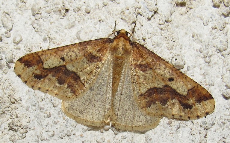 28 octobre 2022 Papillons -Hibernie défeuillante - Erannis defoliaria