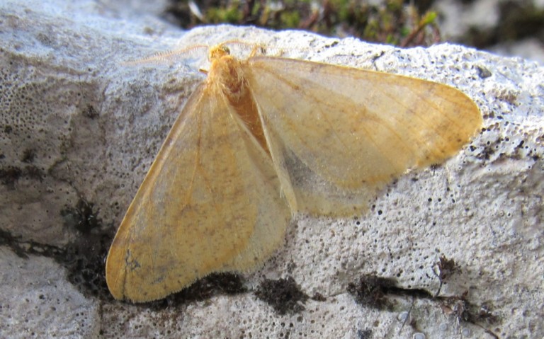 07 novembre 2025 Papillons - L'hibernie orangée - Agriopis aurantiaria