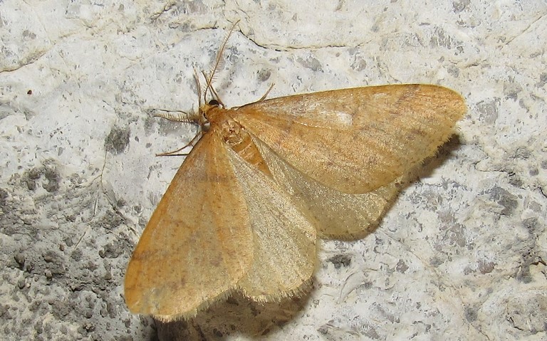 29 octobre 2022 Papillons - L'hibernie orangée - Agriopis aurantiaria