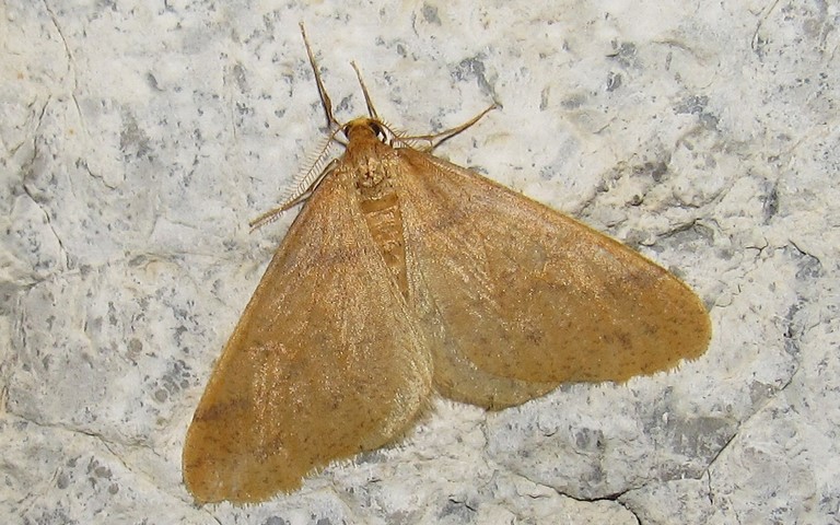 29 octobre 2022 Papillons - L'hibernie orangée - Agriopis aurantiaria