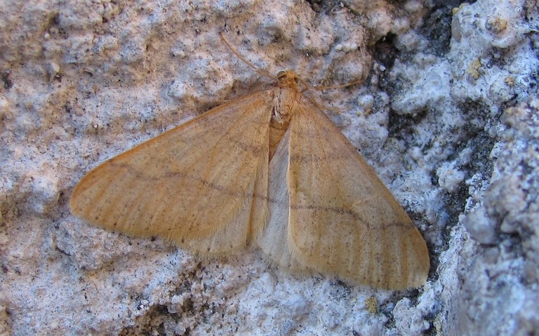 08 novembre 2015 Papillons - Hibernie orangée - Agriopis aurantiaria