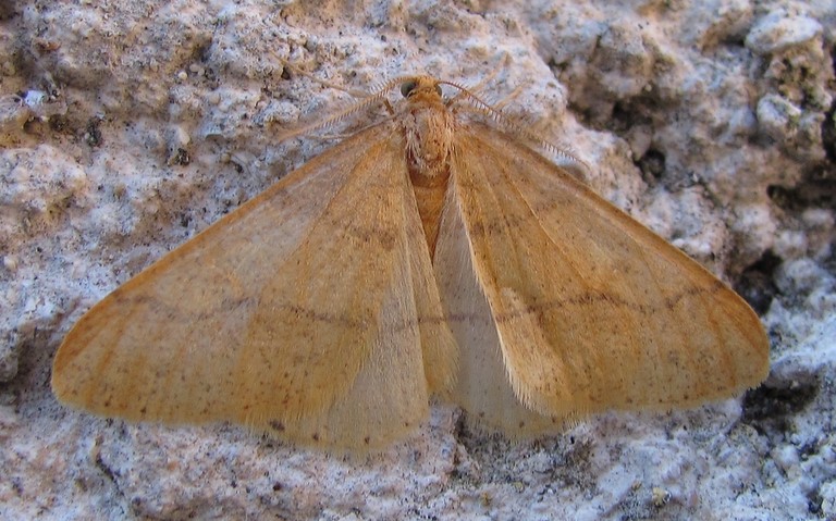 08 novembre 2015 Papillons - L'hibernie orangée - Agriopis aurantiaria