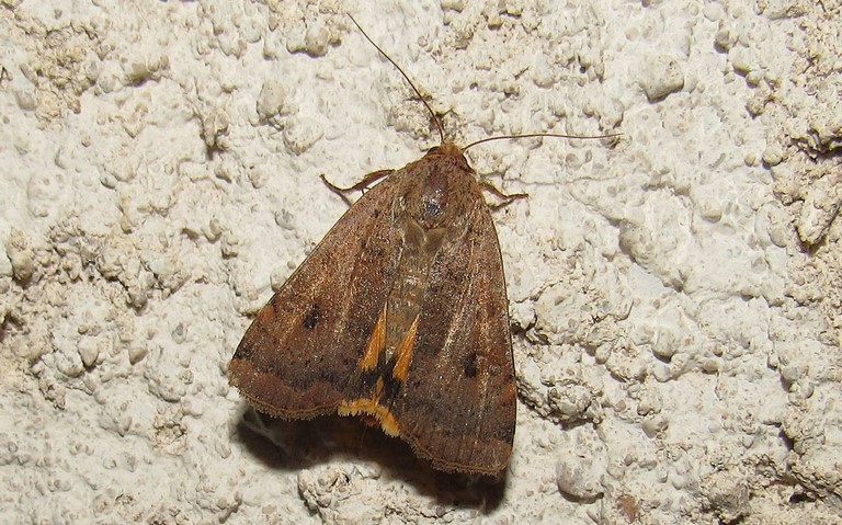 Papillons - La hulotte - Noctua comes