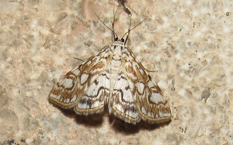 Papillons - Hydrocampe du potamogton - Elophila nymphaeata