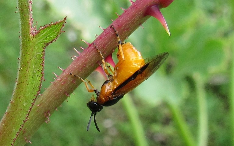 Tenthredidés -Hylotome du rosier - Arge ochropus