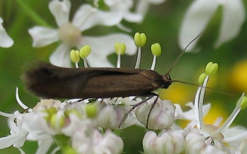 Papillons - Microlépidoptère inconnu
