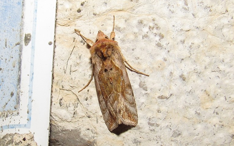 Papillons - Le iota - Autographa jota