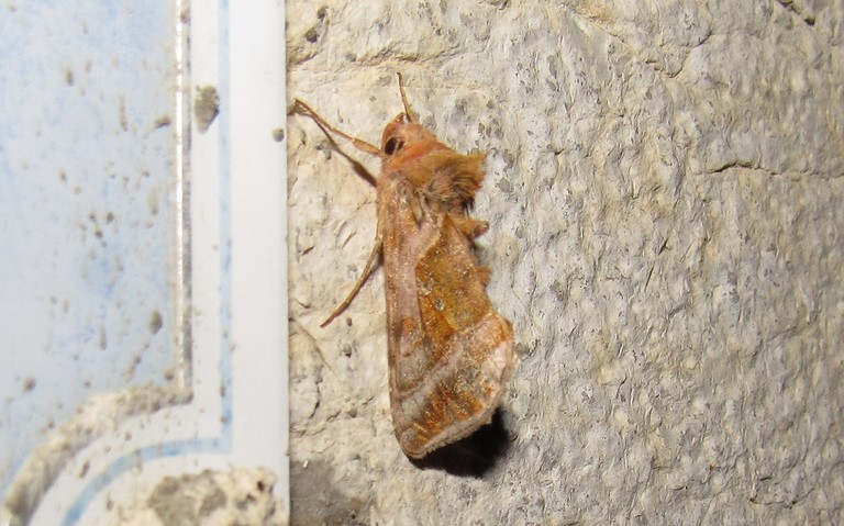 Papillons - Le iota - Autographa jota