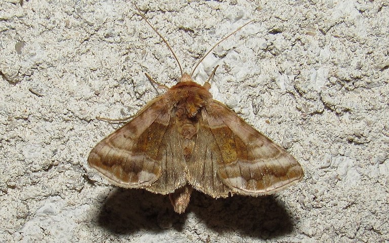 Papillons - Le iota - Autographa jota