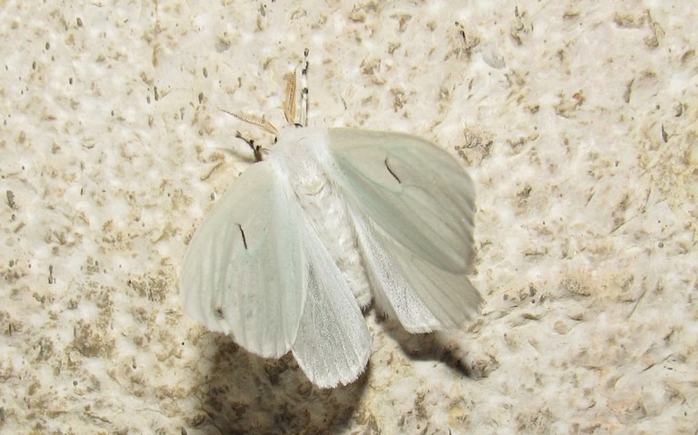 Papillons - Le L noir - Arctornis l-nigrum - Femelle