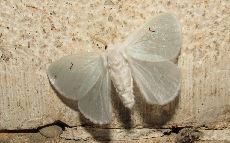 Papillons - Le L noir - Arctornis l-nigrum - Femelle