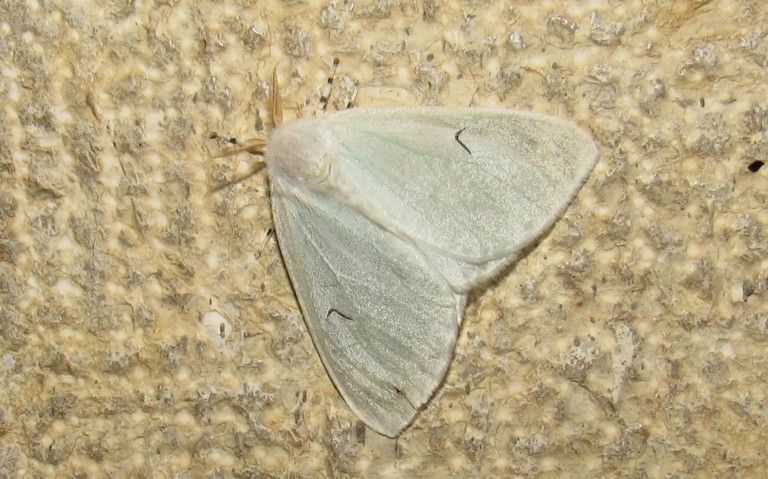 Papillons - Le L noir - Arctornis l-nigrum - Femelle