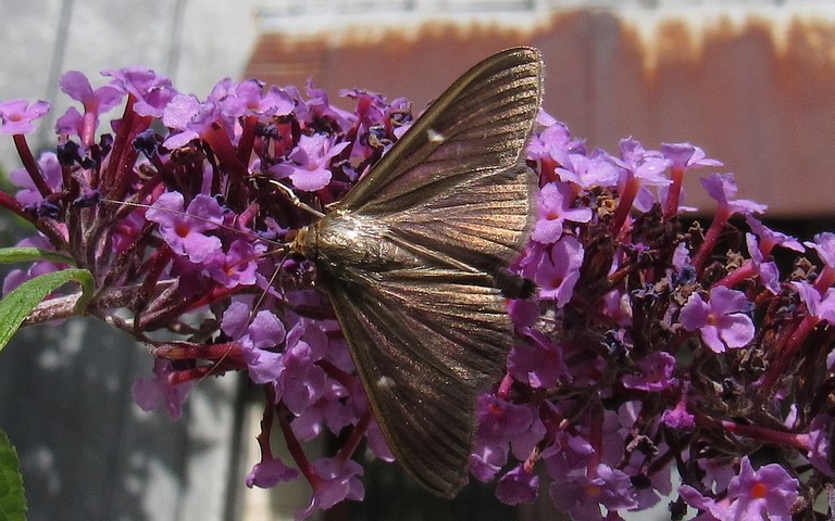 Papillons - La Pyrale du buis - Cydalima perspectalis