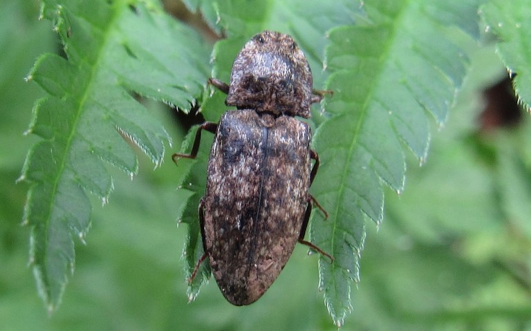 Coléoptères - Elateroides - ​Prosternon tessellatum