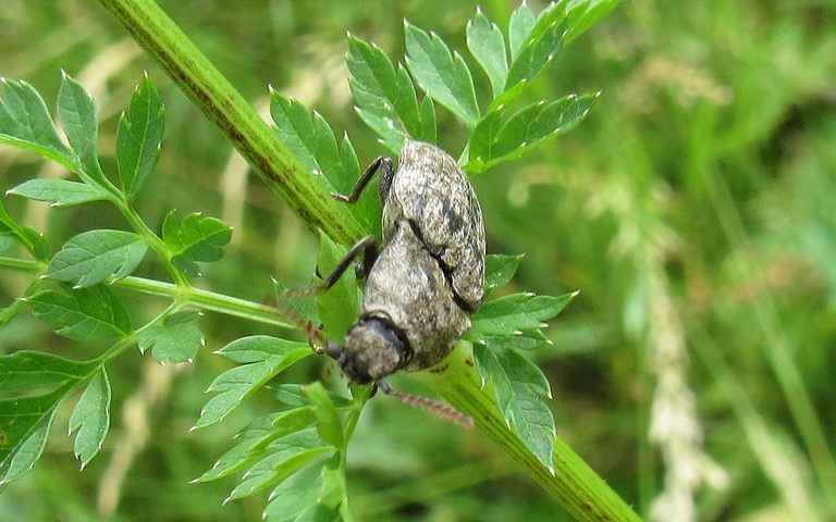 Lacon souris - Agrypnus Murinus