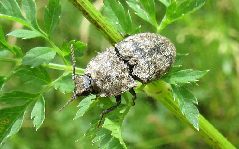 Lacon souris - Agrypnus Murinus