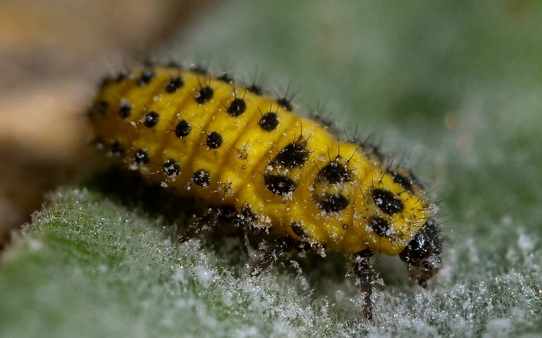 Larve de coccinelle à 22 points - Psyllobora vigintiduopunctata