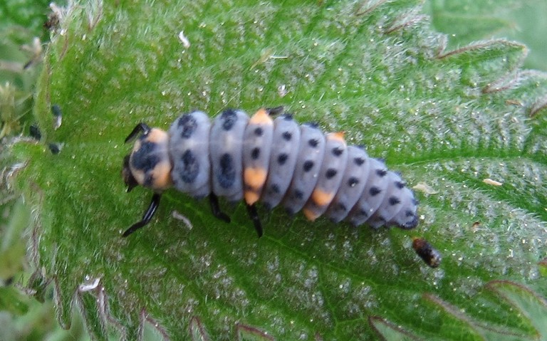 Coléoptères - Coccinellidés - Coccinelle a 7 points - Larve