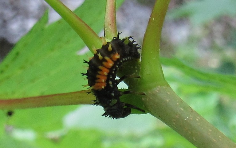 Larve de coccinelle chinoise - Harmonia Axyridis