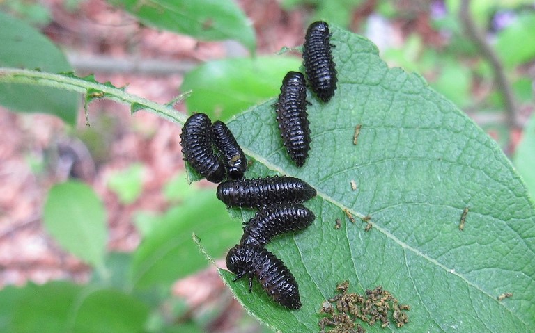 Larves de chrysomèles