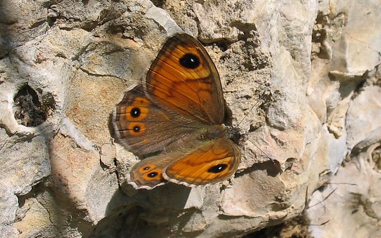 Papillons - L'ariane - Lasiommata maera
