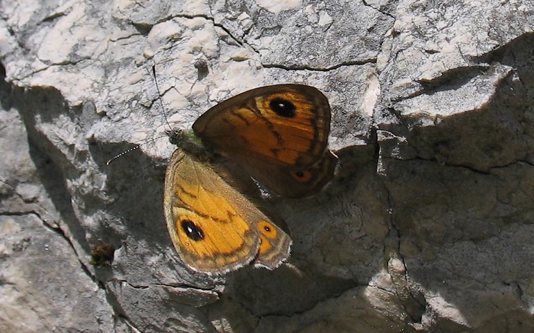 Papillons - L'ariane - Lasiommata maera