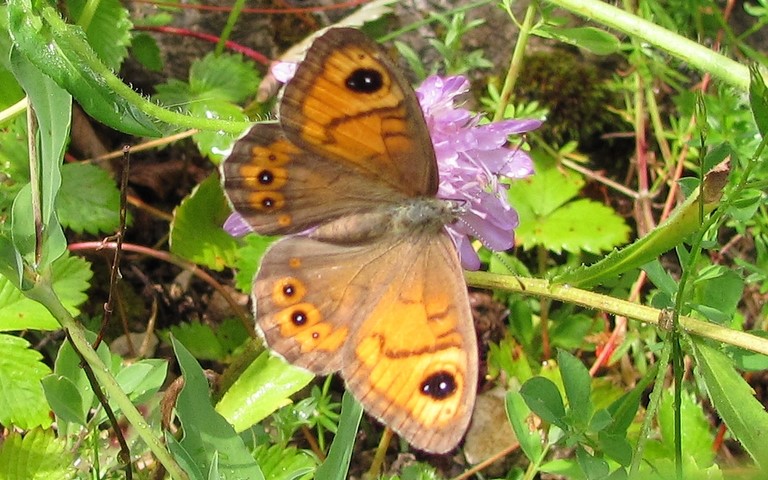 Papillons - L'ariane - Lasiommata maera
