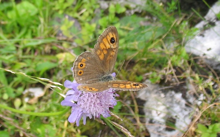 Papillons - Le némusien - Lasiommata maera