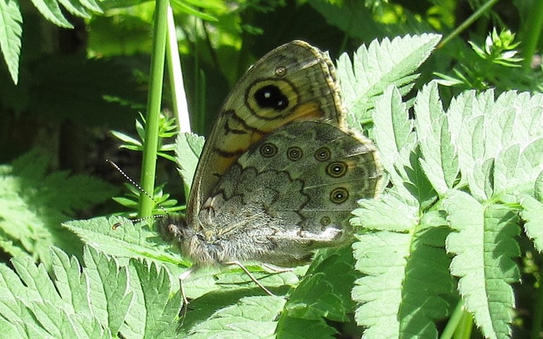 Papillons - Lasiommata maera - Mâle