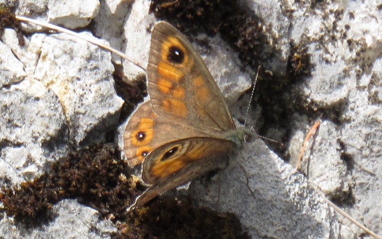 Papillons - Le némusien - Lasiommata maera