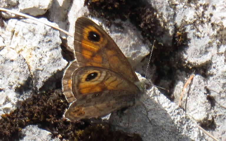 Papillons - Lasiommata maera