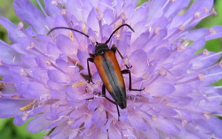 02 juillet 2021 Coléoptères - Cérambycidés - Lepture à suture noire - Stenurella melanura