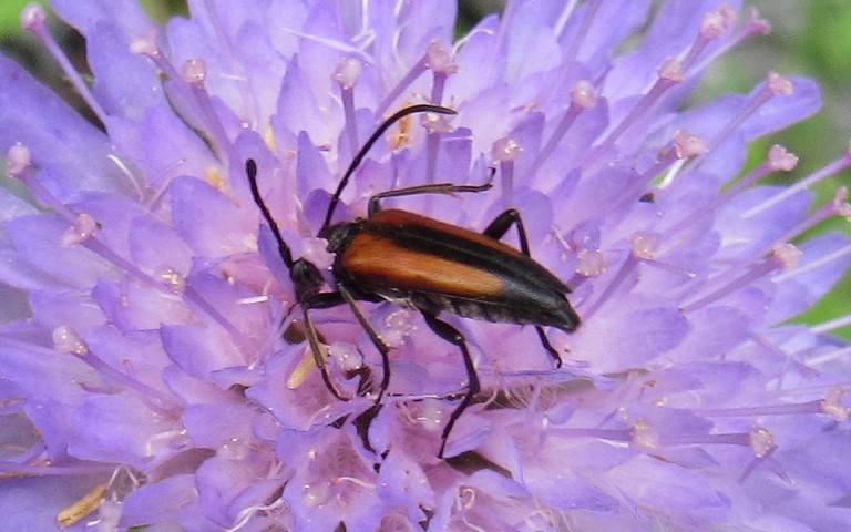 02 juillet 2021 Lepture a suture noire - Stenurella melanura