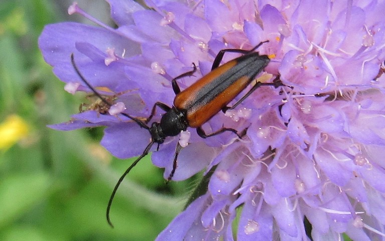 02 juillet 2021 Lepture à suture noire - Stenurella melanura