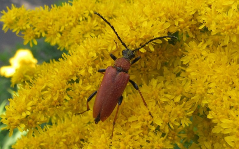 10 août 2025 Lepture rouge - Stictoleptura rubra - Femelle