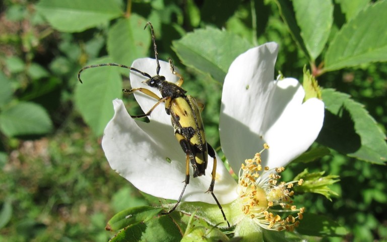 17 juillet 2021 Lepture tachetée - Ruptela maculata - mâle