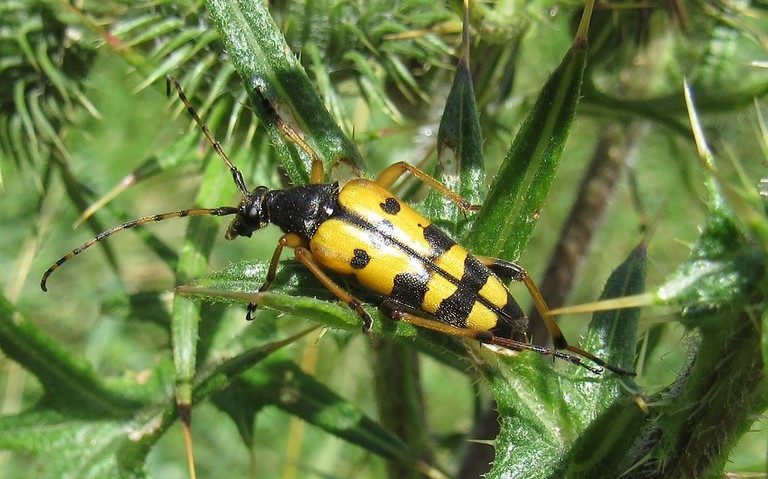 23 juillet 2017 Lepture tachetée - Ruptela maculata - femelle