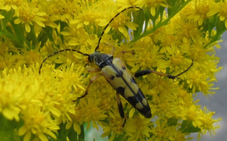 13 août 2025 Lepture tachetée - Ruptela maculata - mâle