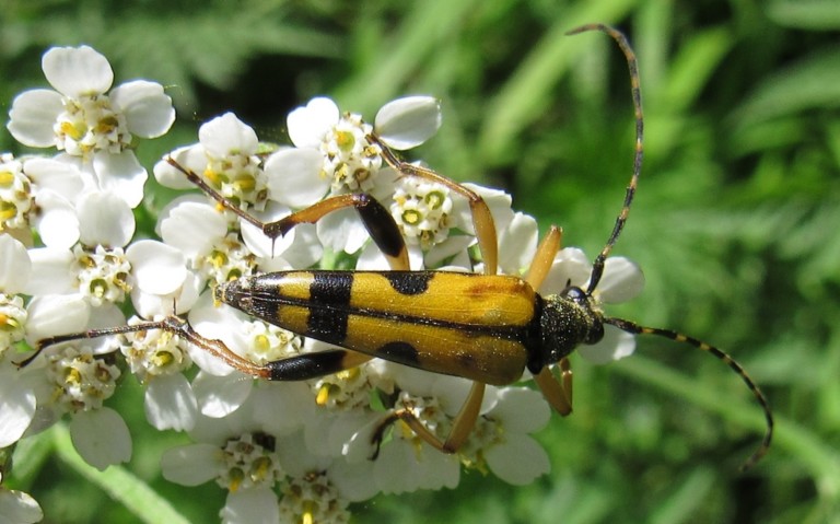 18 juin 2017 Lepture tachetée - Ruptela maculata - mâle