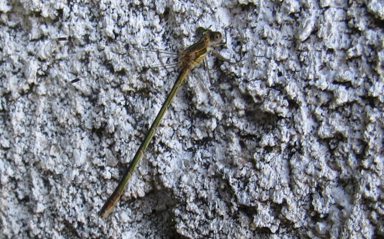 Libellules - Le leste fiancé - Lestes sponsa