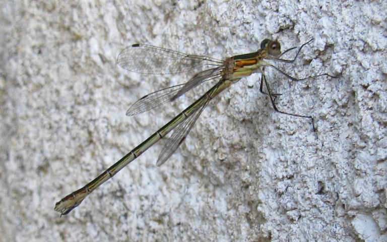 Libellules - Le leste fiancé - Lestes sponsa