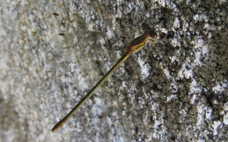 Libellules - Le leste fiancé - Lestes sponsa