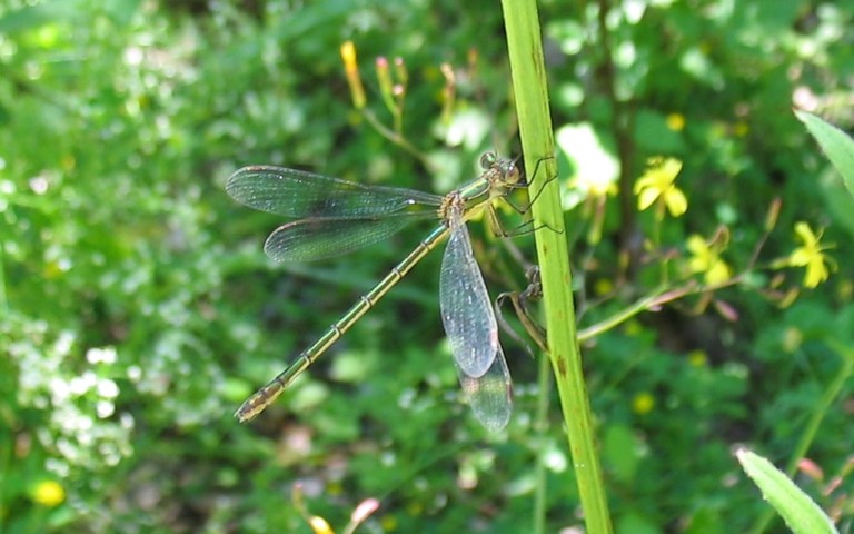 Libellules - Le leste fiancé - Lestes sponsa